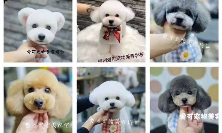杭州宠物美容师培训学习