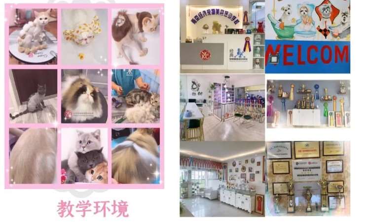 南京全国宠物美容师培训学校哪里好