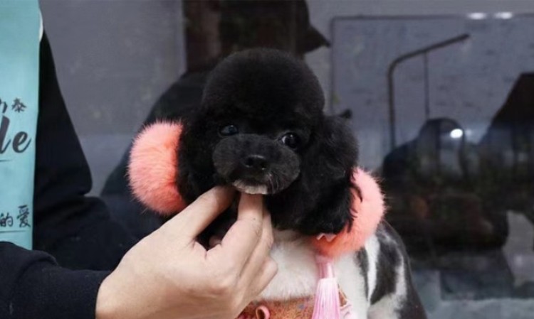 武汉专业宠物美容师培训机构